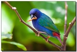 coloria papegaai amadine